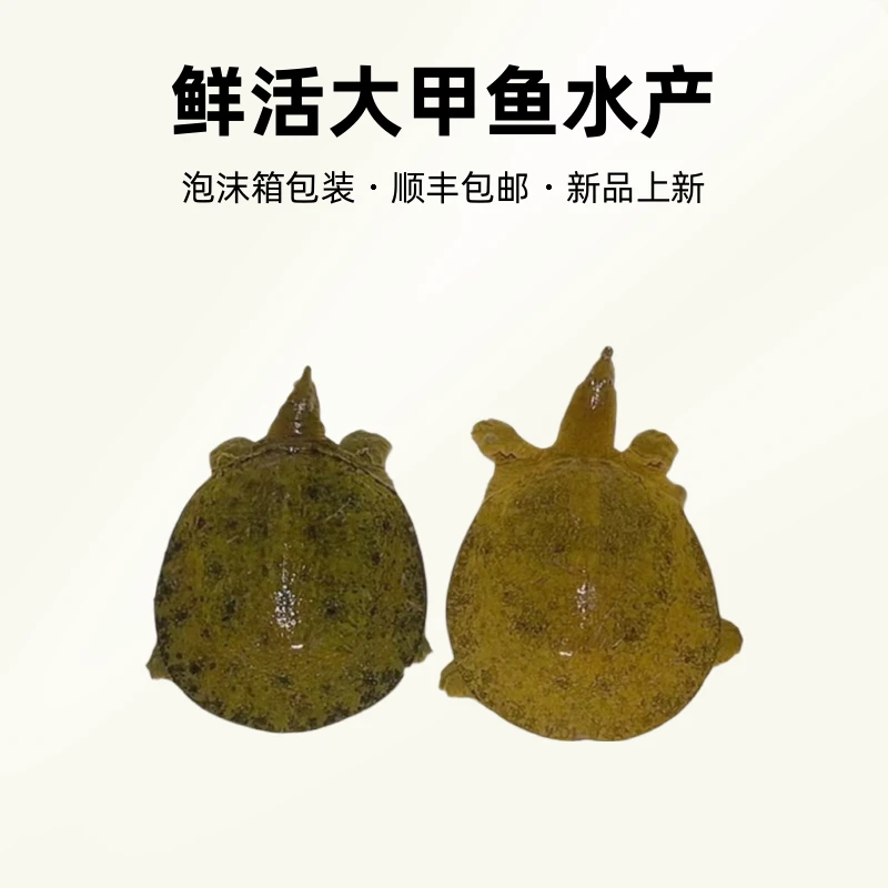 现场称重改价鲜活大甲鱼水产顺丰包邮