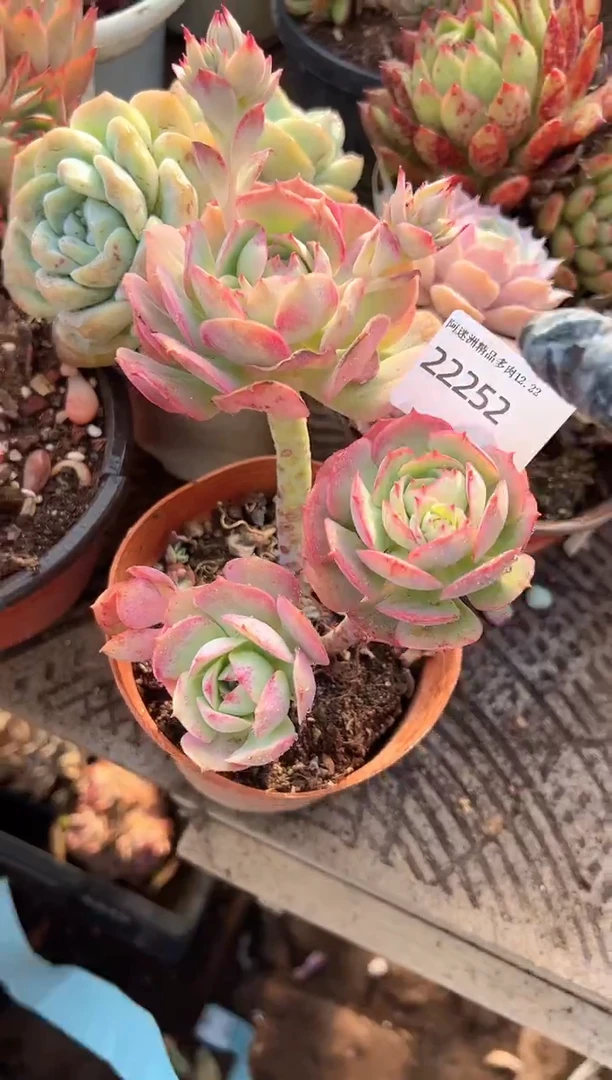 惊*多肉植物一物一拍22252