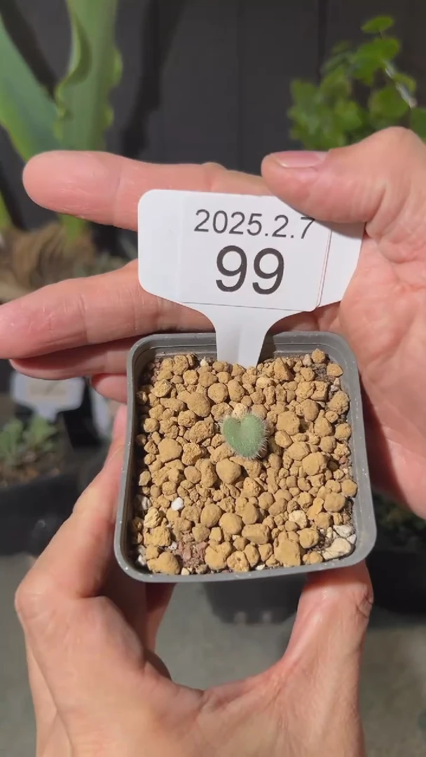 【闪购商品】泡泡叶2.7.99