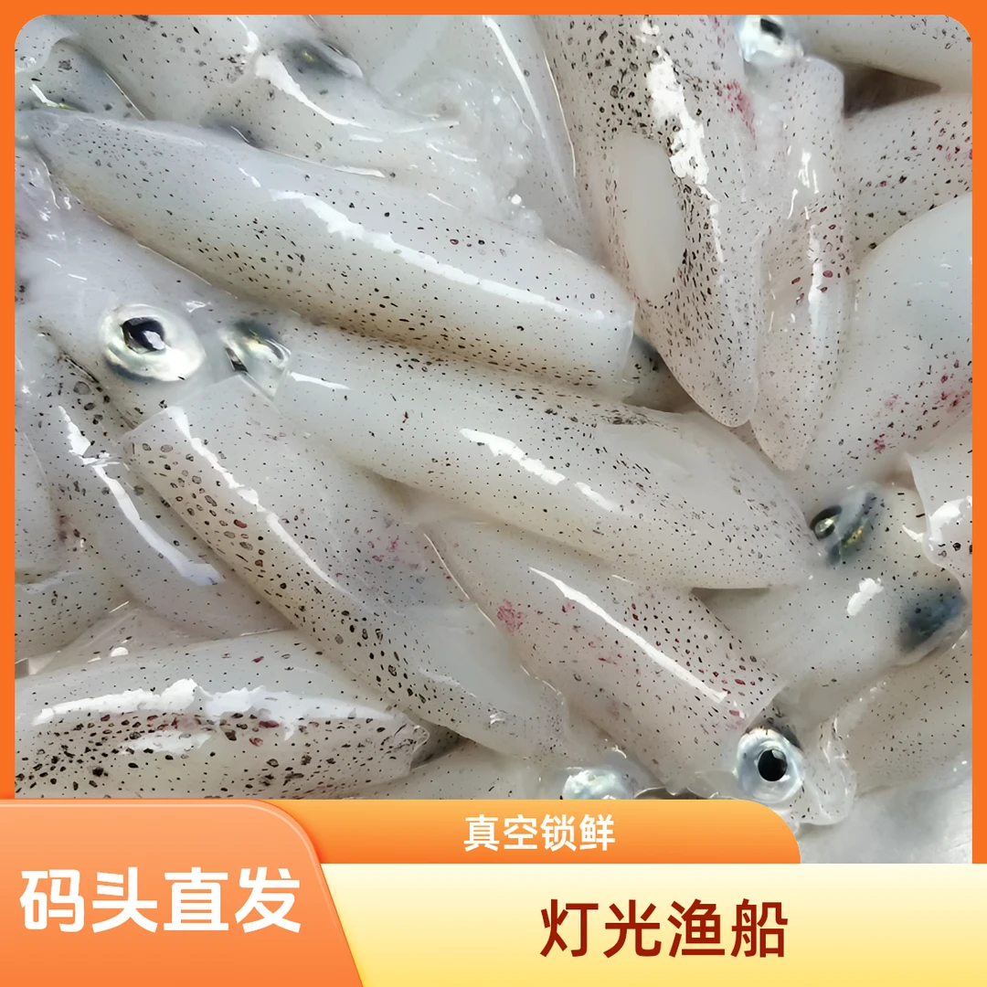灯光小管鱿鱼台湾海峡灯光渔船捕捞