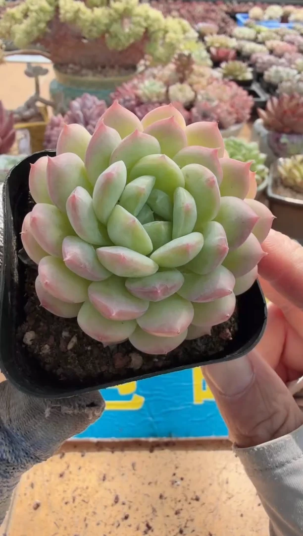 东云多肉园二店-173