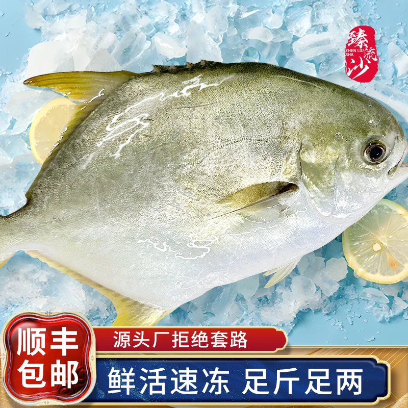 金鲳鱼鲜活速冻海鲜水产新鲜海鱼鲳鱼金昌去内脏鱼鳃到手6条