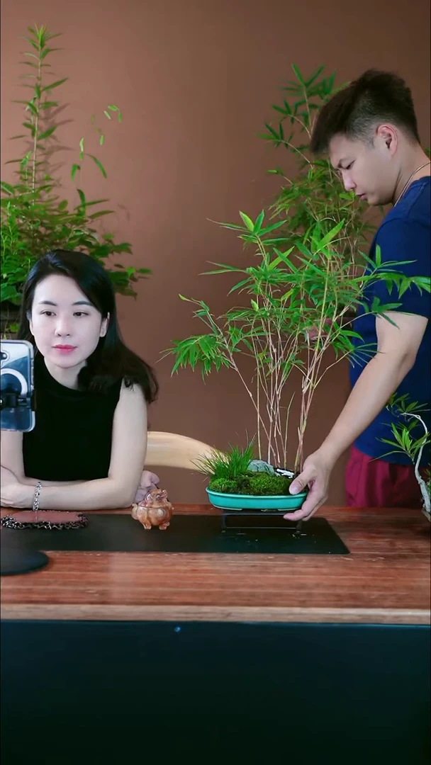 无花朵红观音竹盆景盆景盆景