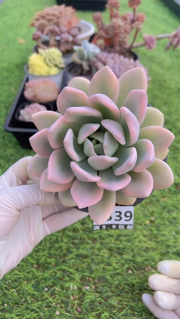 【闪购商品】信福多肉一物一拍