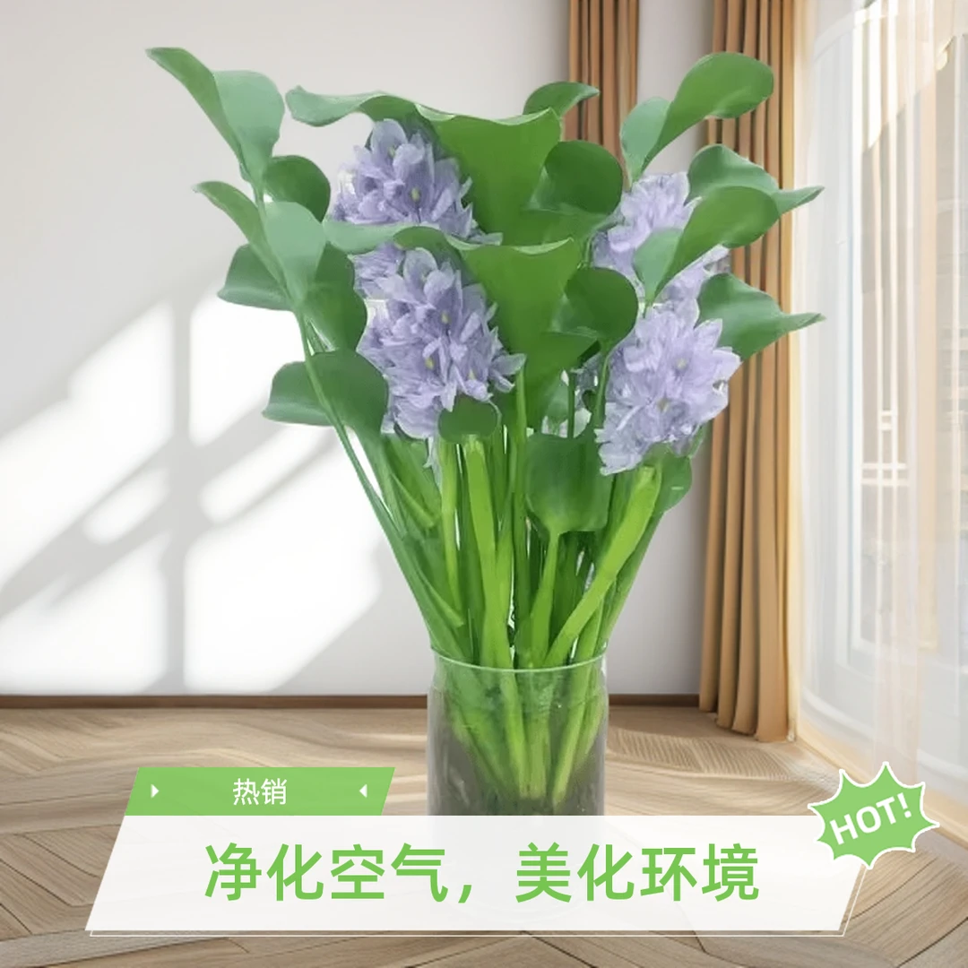 招财元宝花懒人水培植物适合办公室客厅卫生间养殖花卉水草