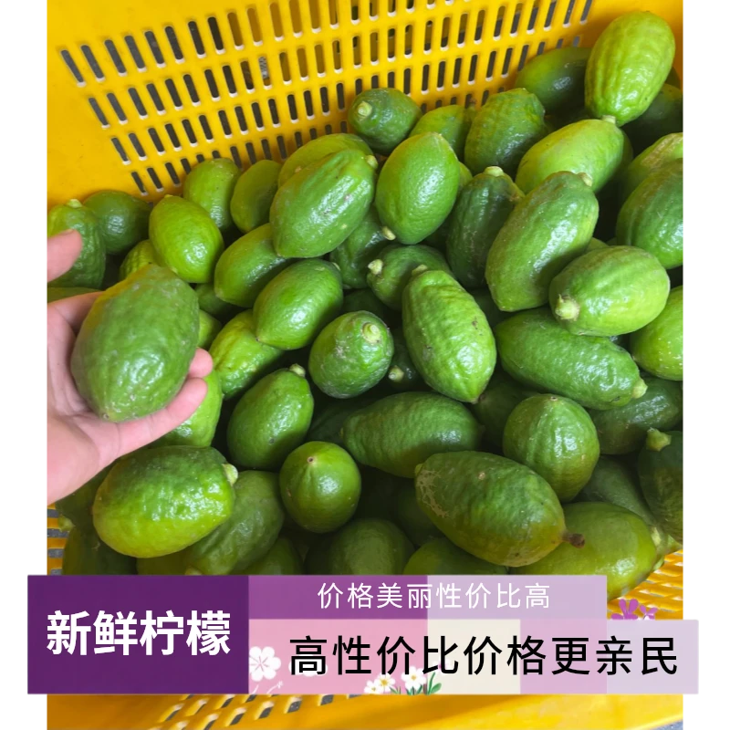 新鲜一级果广东香水柠檬鲜果产地直发无籽青柠檬鲜果