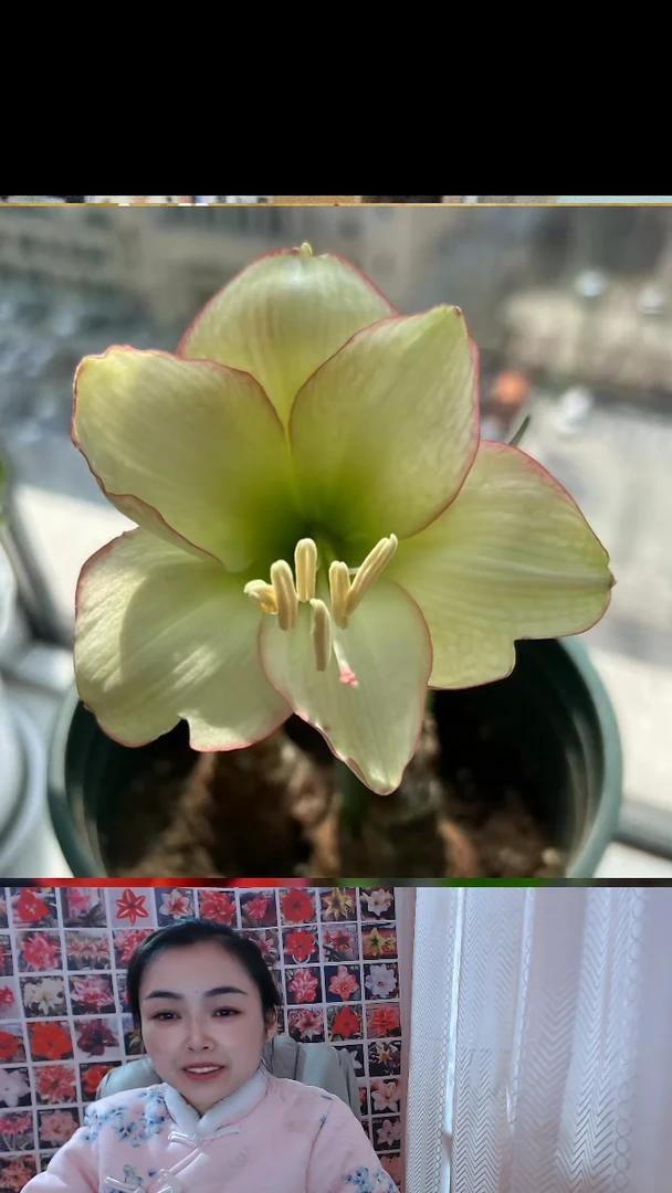 朱顶红俏江南3厘米12颗