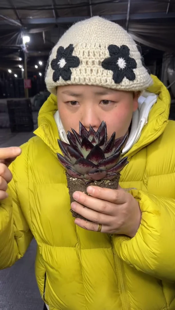 【闪购商品】89-黑檀汁10CM带盆土6.8