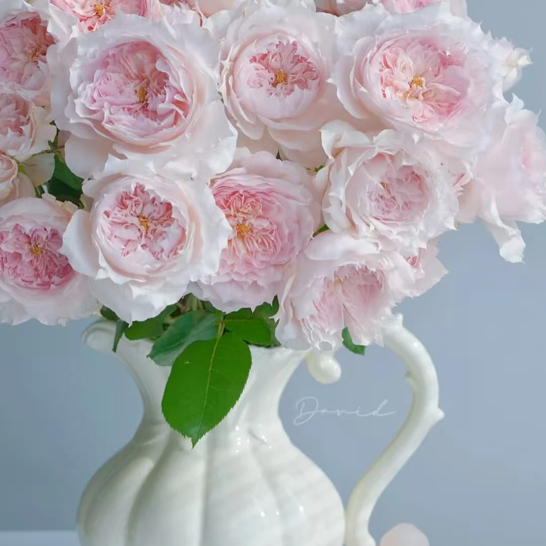 【仙女座｜戴维莫妮卡】稀缺小众多头玫瑰 花期长 遇水则炸 鲜切花