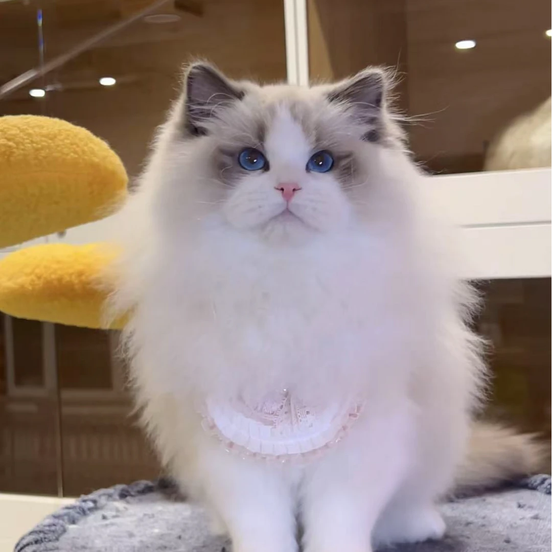 （榴莲布偶猫专属）血统布偶猫活体