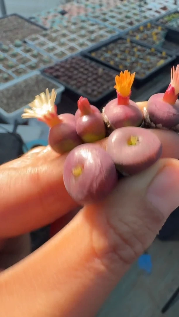 81多肉植物肉锥吕氏msz一颗