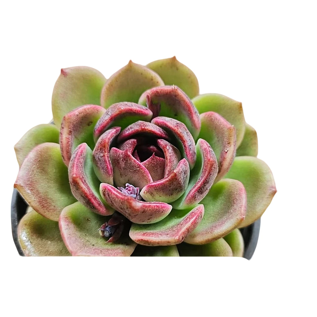 云南高山多肉(炫橙)脱土发货，多肉绿植，两单包邮，多肉基地直发