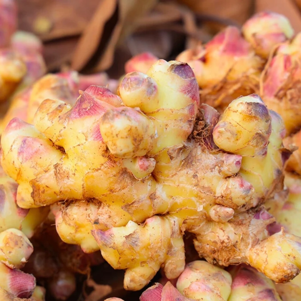 【新鲜现挖】云南产地三斤小黄姜 姜味浓郁辛辣现挖现发