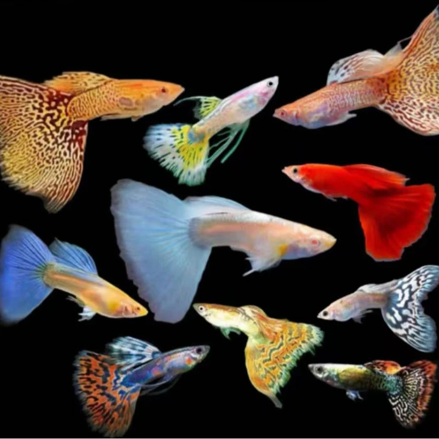 孔雀鱼直播挑鱼（一物一拍）