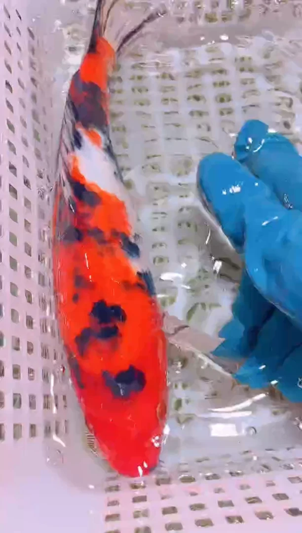 锦鲤冷水观赏鱼全场包邮152