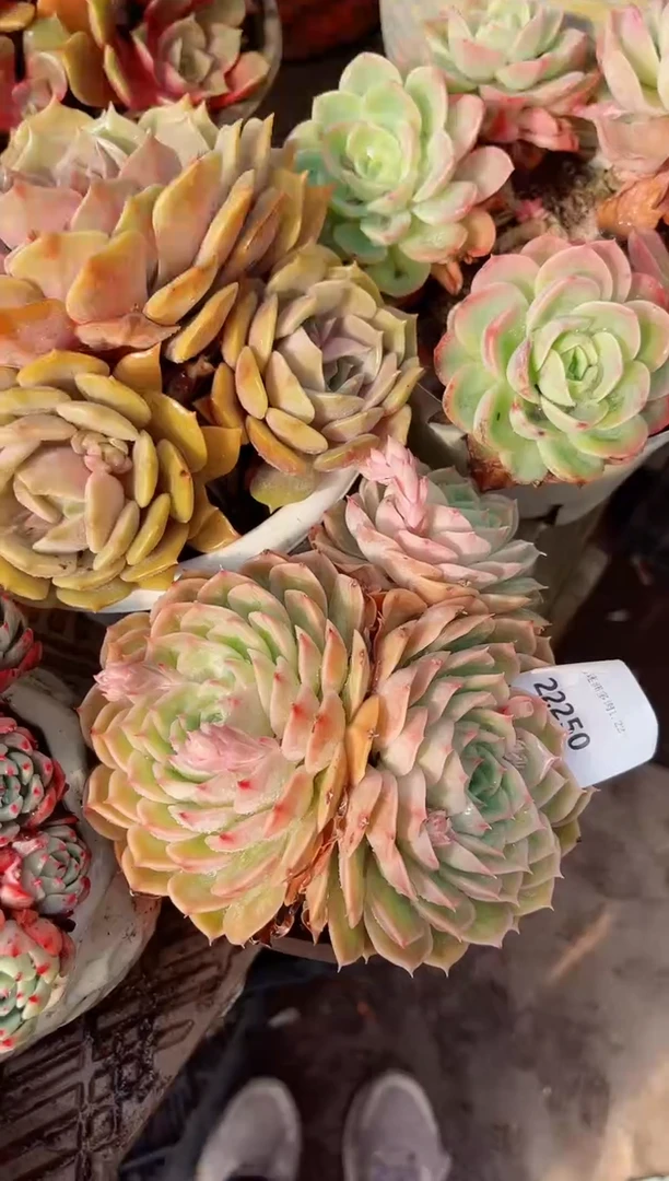 【闪购商品】22250