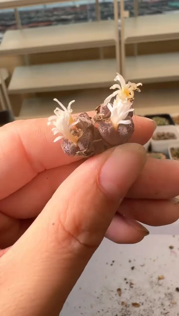 24-104多肉植物肉锥