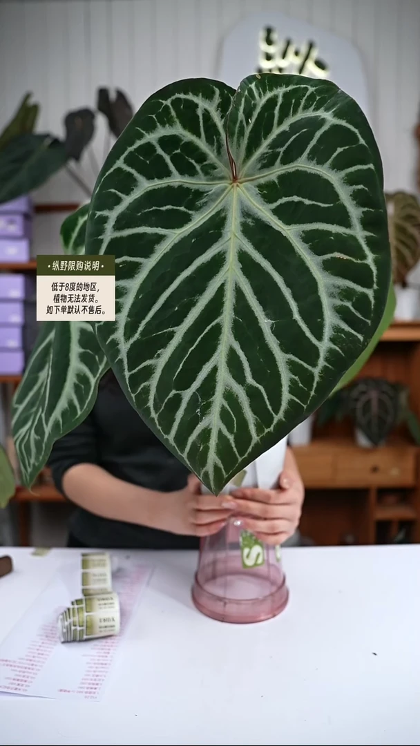 完全开放Y73skg粉杂  微瑕