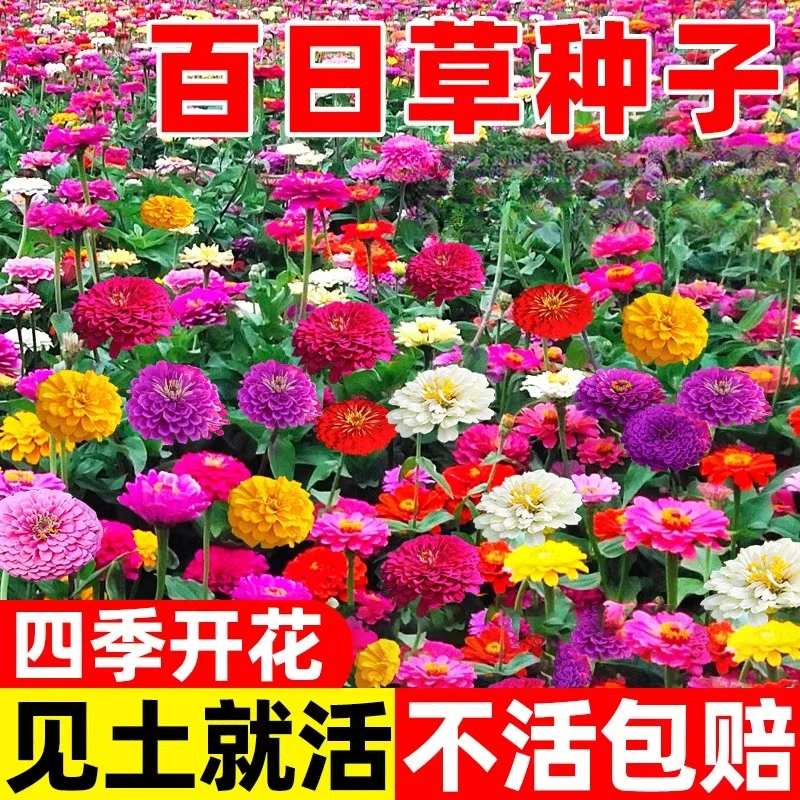 矮杆百日草花籽百日菊四季播种开花易活庭院阳台盆栽混色花种籽子