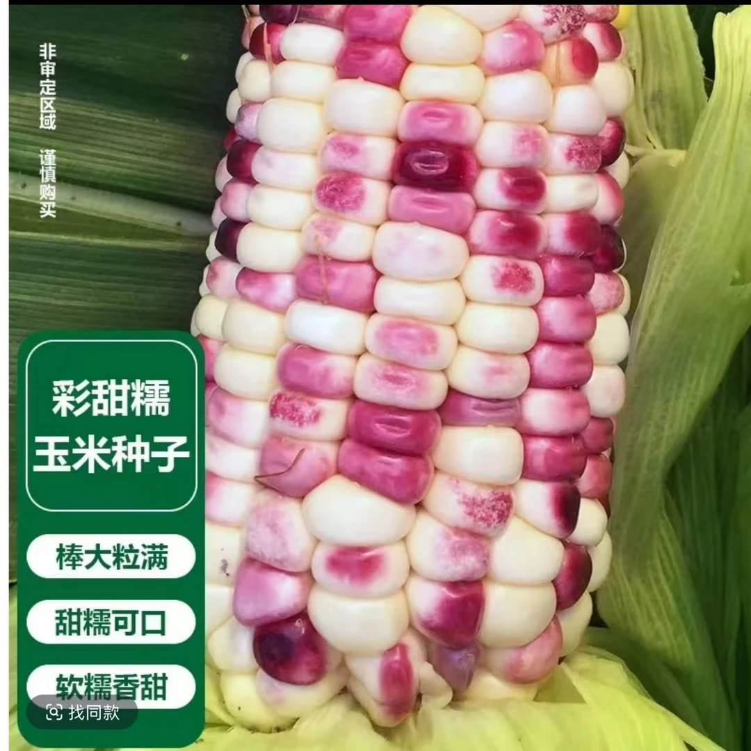 禾之润彩甜糯玉米种子
