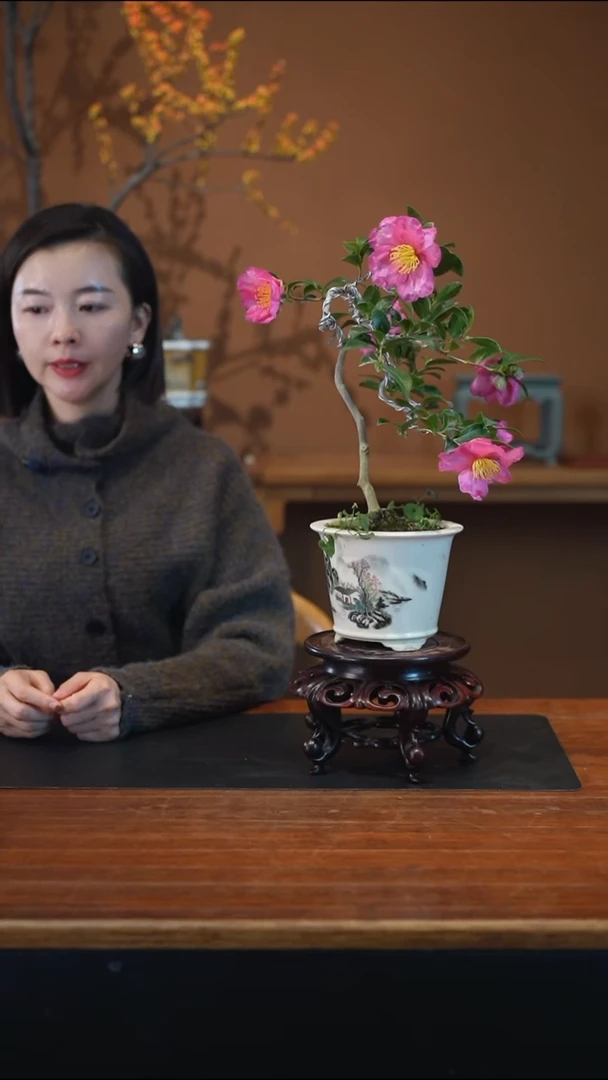 全部花朵茶梅盆景盆景