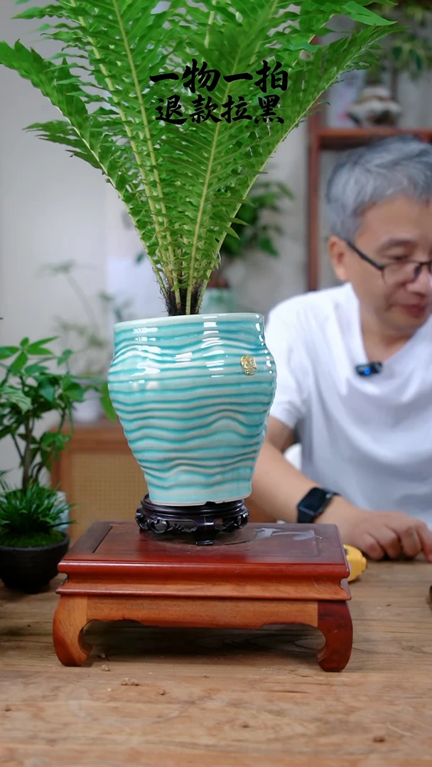 完全开放韩*富贵蕨445