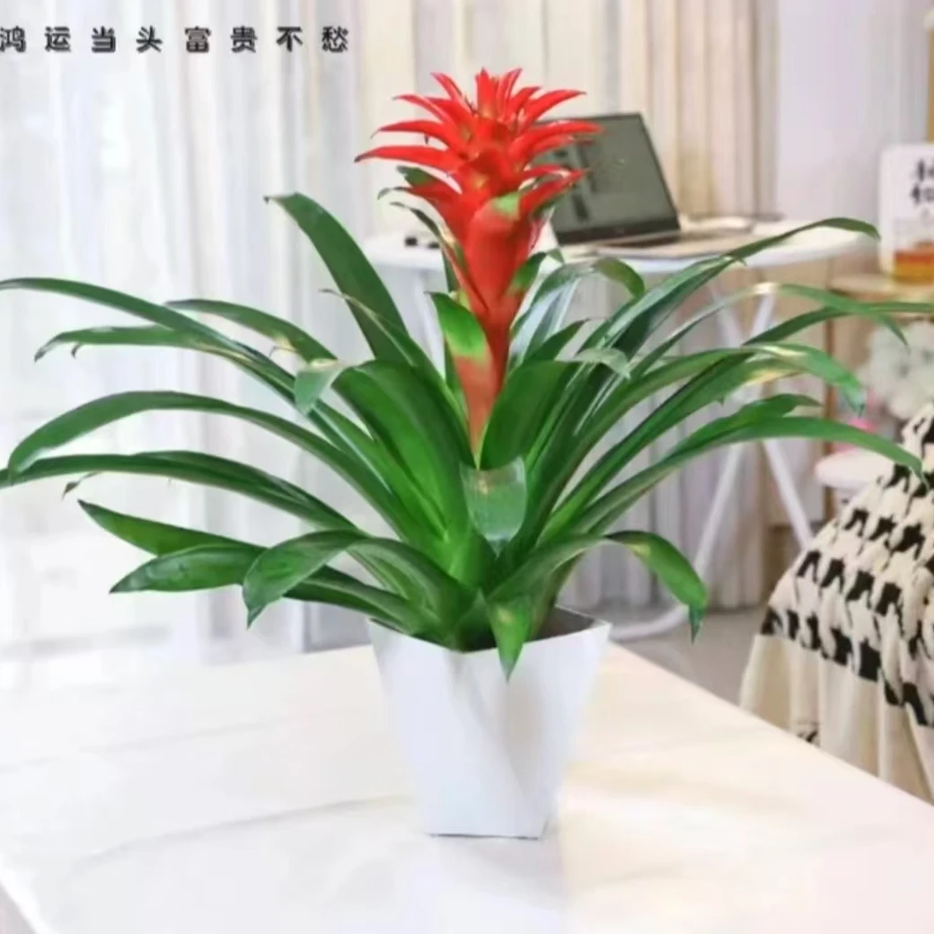 鸿运当头盆栽大红星室内前台好养办公室客厅绿植花卉年宵