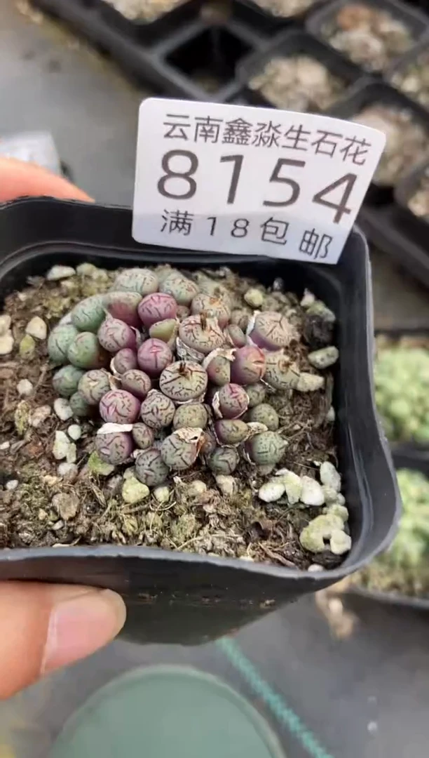 【闪购商品】8154特价原始墨发货1盒有瑕疵