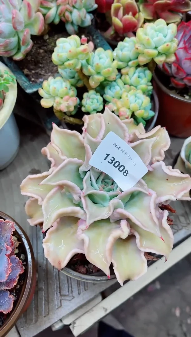 13008多肉植物一物一拍