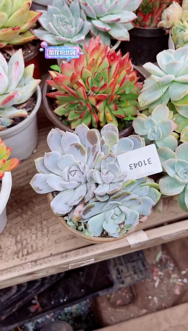 落**舞31043多肉植物一物一拍