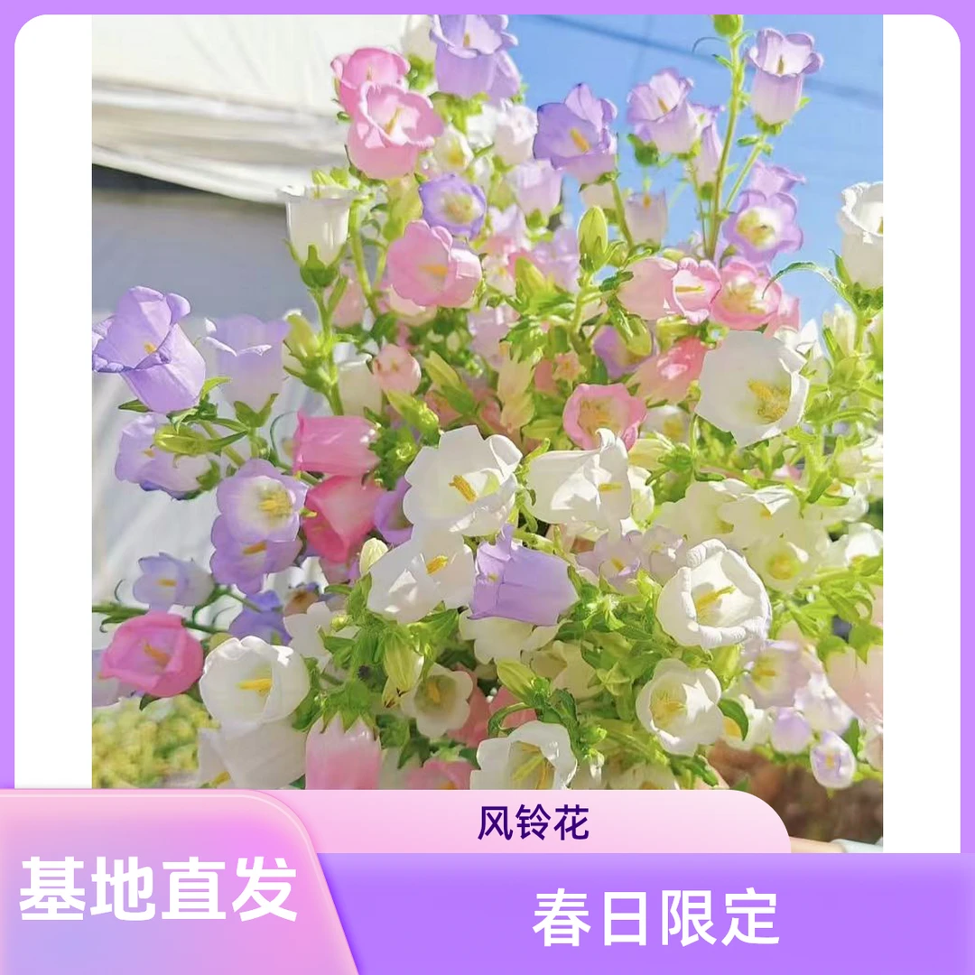 【花喜甄选】风铃花鲜花白粉紫3色云南基地现摘现发水养顺丰
