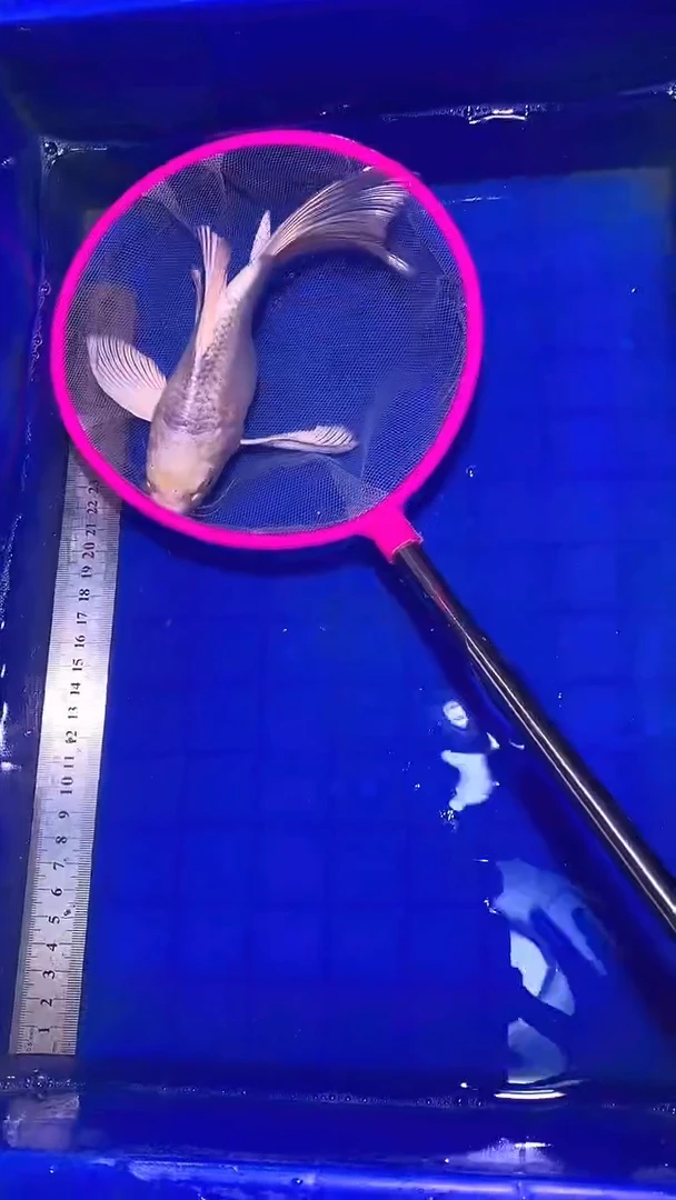 蝴蝶鲤鱼蝴蝶鲤直播选鱼专用链接 凭开箱视频售后