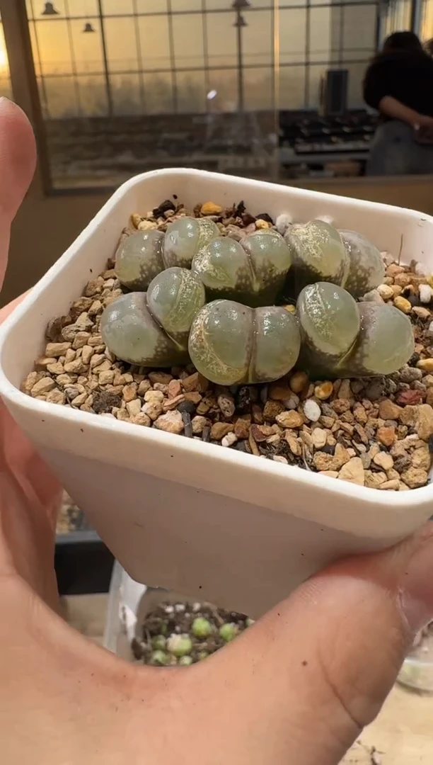 莓****?10-469多肉植物肉锥