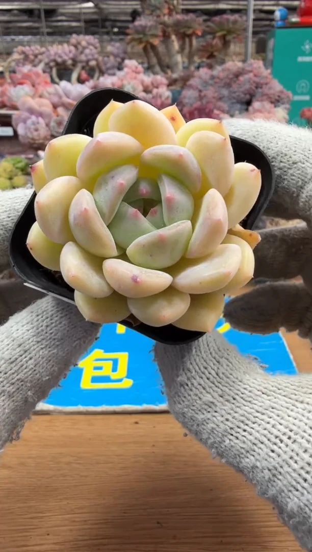 东云多肉园三店-186
