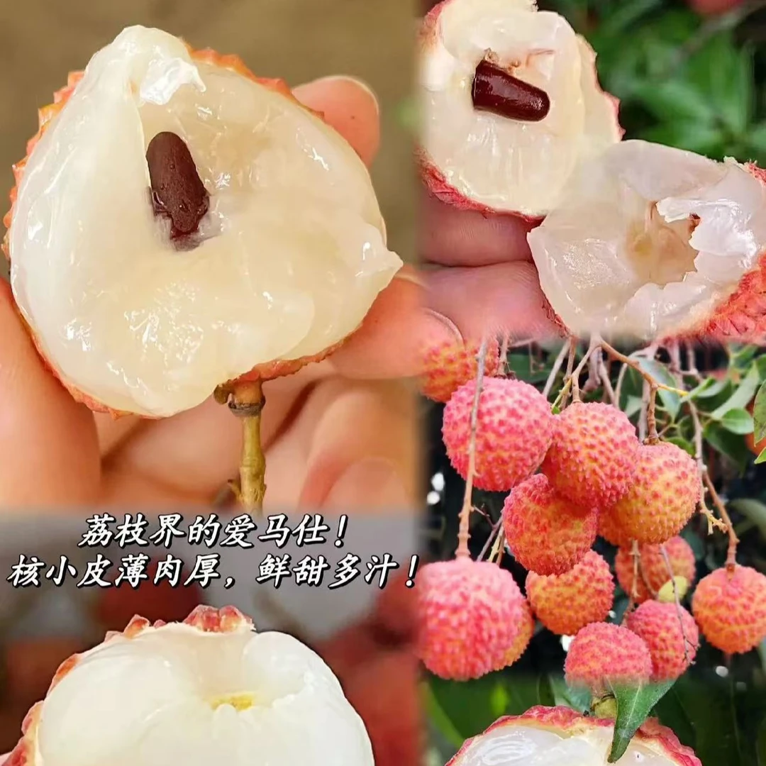 【广东省外链接】【家庭实惠装】桂花香风暴来袭！桂味荔枝