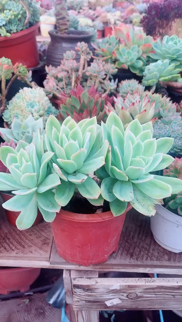 红****鱼05055多肉植物一物一拍