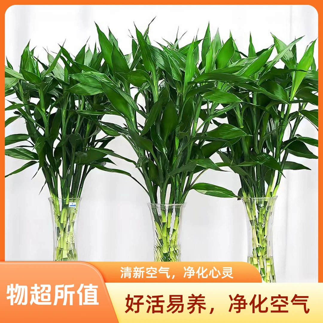 水培富贵竹好活易养省心植物客厅水养节节高室内花卉绿植盆栽