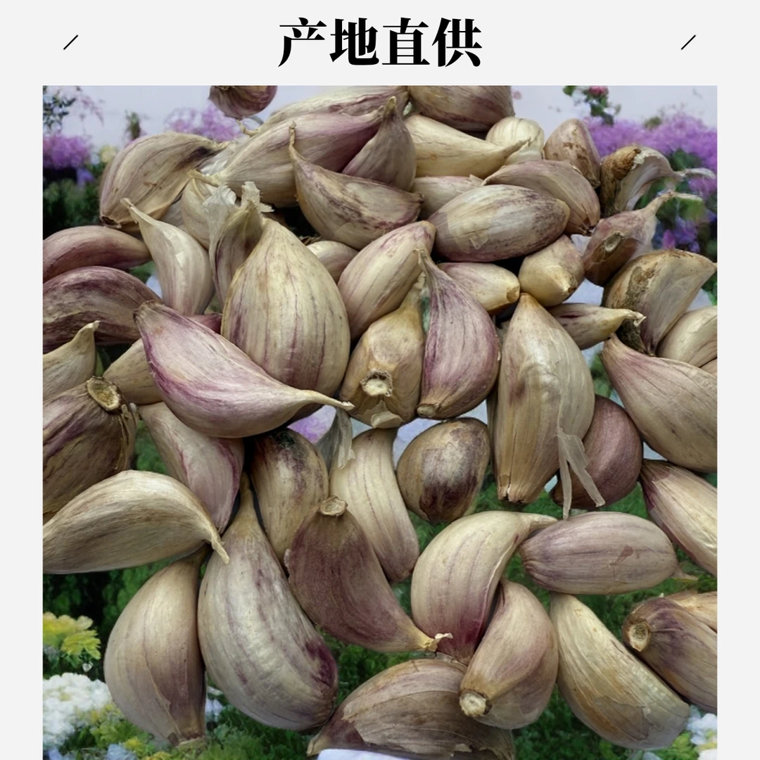 曲靖紫皮，只长蒜苗大蒜不出蒜苔