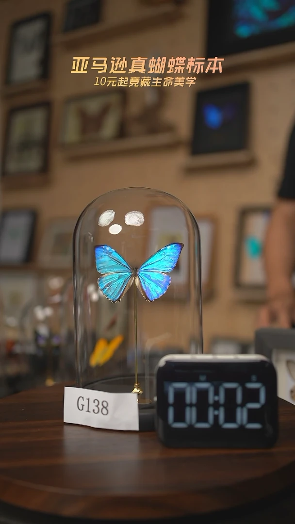 有机玻璃西风闪蝶G138