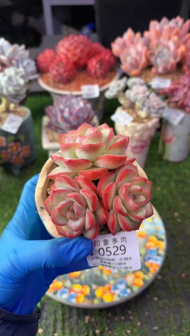 昆明印象多肉0529