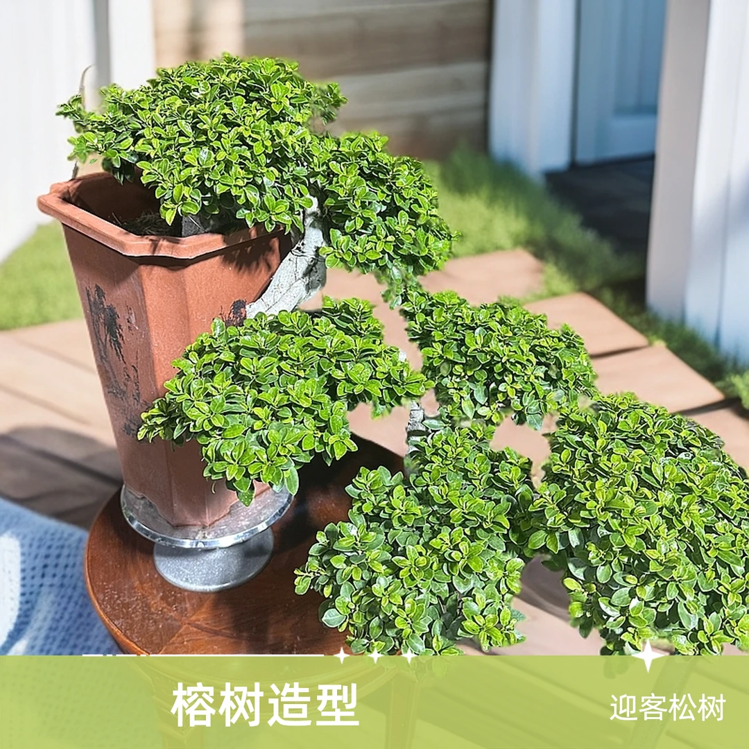 悬崖临水迎客松飘枝造型的小叶金钱榕树