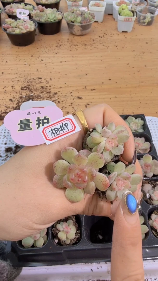 相柳单双混 3颗量拍混发 满9.9包邮