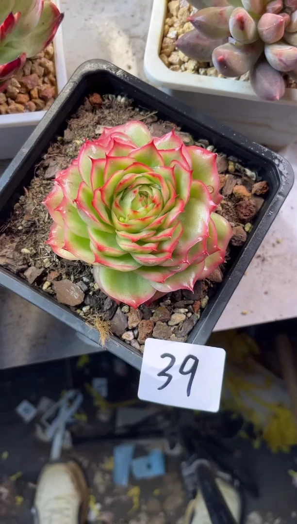 人****?39水晶玫瑰11111111111