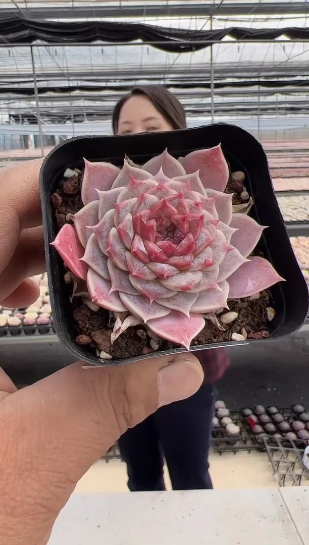 【闪购商品】向日葵-4