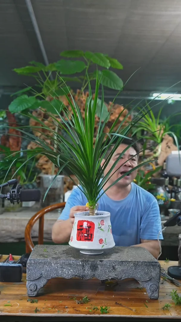 完全开放龙血树225+