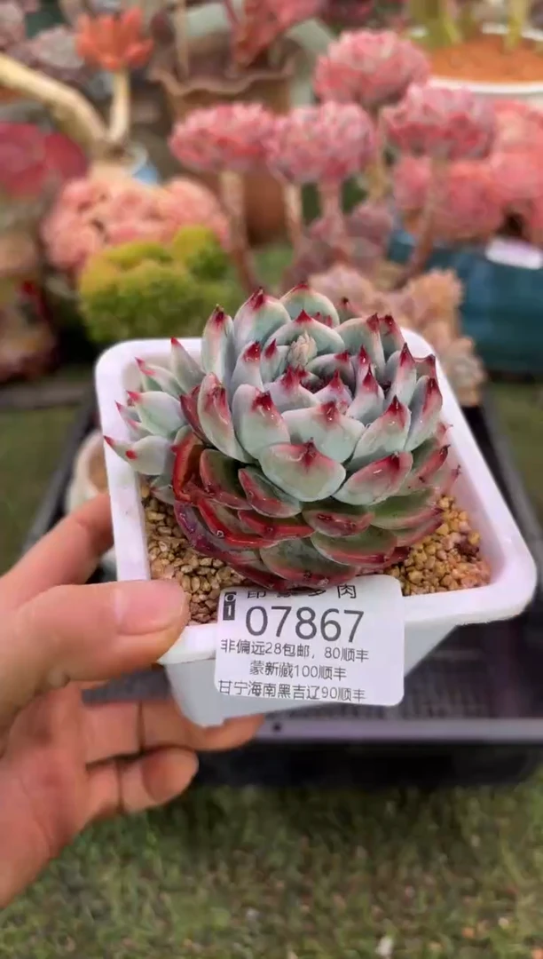 【闪购商品】07867