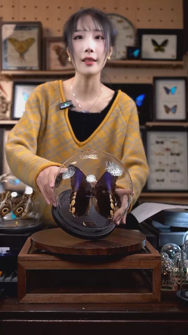 黑猫头鹰环蝶正面玻璃球款