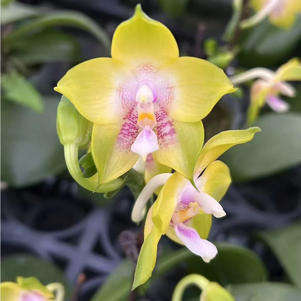 【弥陀双剑鹰】蝴蝶兰