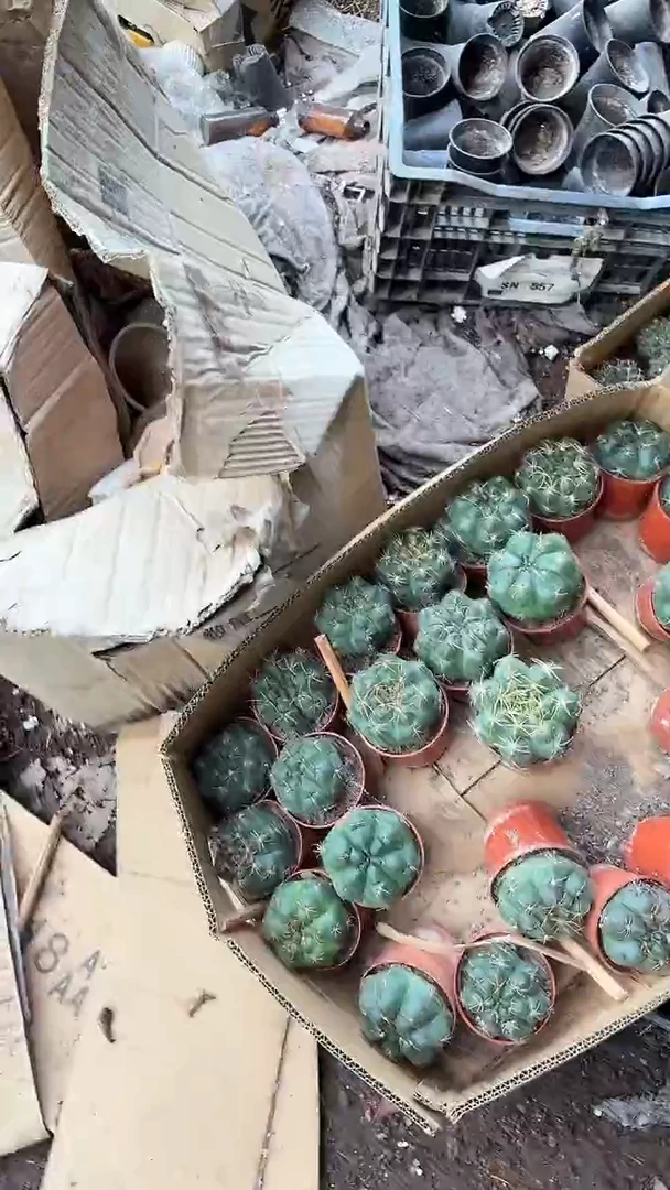 美花海王仙人球多肉