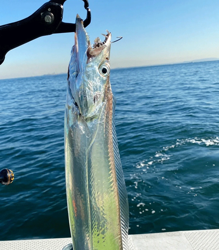 【海州湾渔场】 野生海捕 肉质细腻鲜香紧实鲜嫩 带鱼 油带鱼 刀鱼